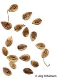 Persian Hogweed